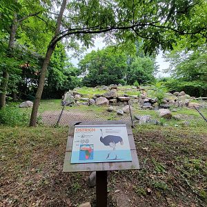 RWPZ 7/22 - Ostriches