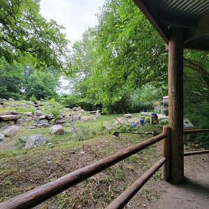 RWPZ 7/22 - Ostriches