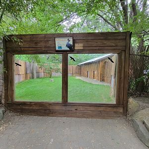 RWPZ 7/22 - Black crowned crane