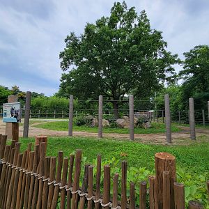 RWPZ 7/22 - African elephants