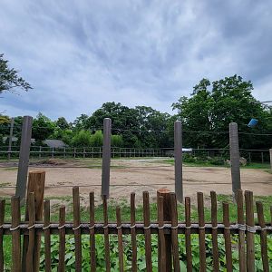 RWPZ 7/22 - African elephants