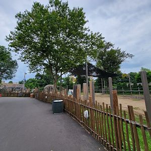 RWPZ 7/22 - African elephants