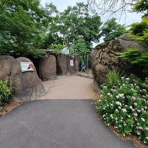 RWPZ 7/22 - Red river hogs