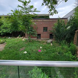 RWPZ 7/22 - Giant anteaters