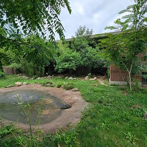 RWPZ 7/22 - Giant anteaters