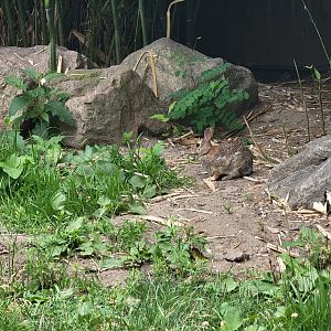 RWPZ 7/22 - No anteaters out, but there was a rabbit