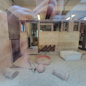 RWPZ 7/22 - Giant anteater indoor viewing