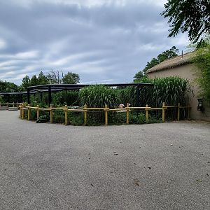 RWPZ 7/22 - Chilean flamingos