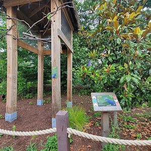 RWPZ 7/22 - Outside Faces of the Rainforest, Hyacinth macaw area (empty)