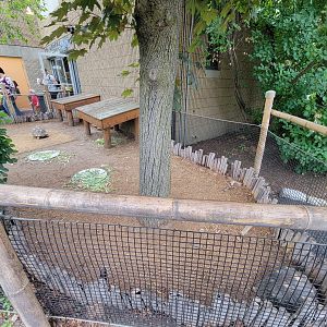 RWPZ 7/22 - Radiated tortoises