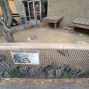 RWPZ 7/22 - Radiated tortoises