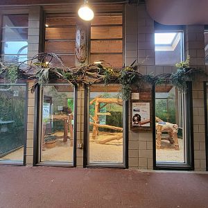 RWPZ 7/22 - Matschie's tree kangaroo