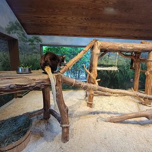 RWPZ 7/22 - Matschie's tree kangaroo