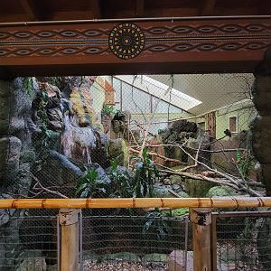 RWPZ 7/22 - Wrinkled hornbill