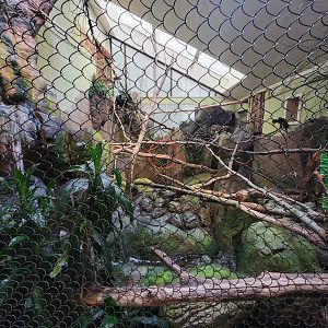 RWPZ 7/22 - Wrinkled hornbill