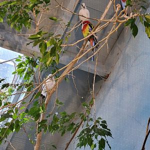 RWPZ 7/22 - Eastern rosella, Bali mynah