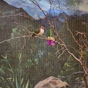 RWPZ 7/22 - Jambu fruit dove