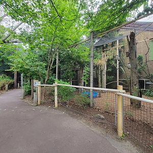 RWPZ 7/22 - Laughing kookaburra