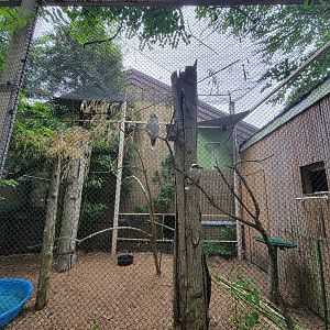 RWPZ 7/22 - Laughing kookaburra