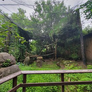 RWPZ 7/22 - King vulture