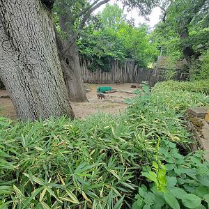 RWPZ 7/22 - Babirusa