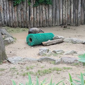 RWPZ 7/22 - Babirusa