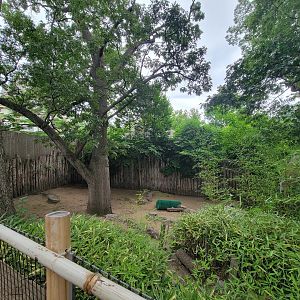 RWPZ 7/22 - Babirusa