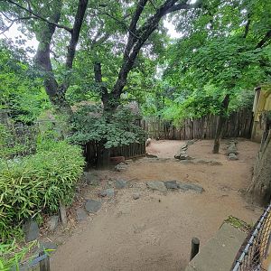 RWPZ 7/22 - Babirusa