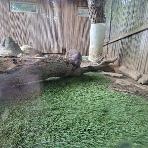 RWPZ 7/22 - North american river otters