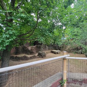 RWPZ 7/22 - Bennett's wallabies