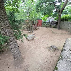 RWPZ 7/22 - Bennett's wallabies