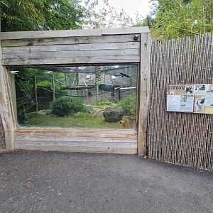 RWPZ 7/22 - White-cheeked gibbons, first window