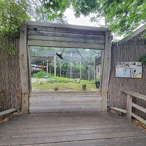 RWPZ 7/22 - White cheeked gibbons, second window