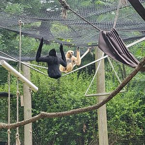 RWPZ 7/22 - White-cheeked gibbons