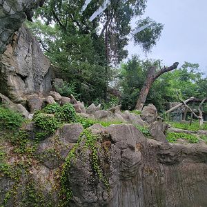 RWPZ 7/22 - Asiatic black bear