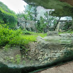 RWPZ 7/22 - Asiatic black bear