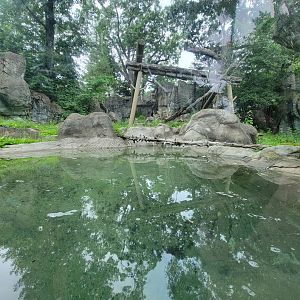 RWPZ 7/22 - Asiatic black bear