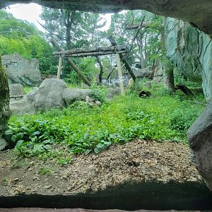 RWPZ 7/22 - Asiatic black bear