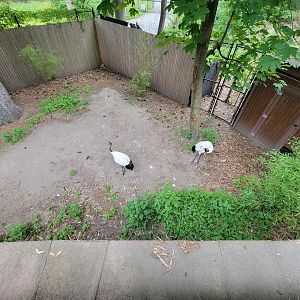 RWPZ 7/22 - Red-crowned crane