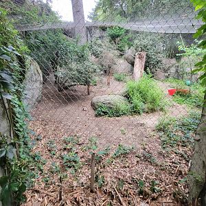 RWPZ 7/22 - Snow leopard