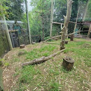 RWPZ 7/22 - Black vulture