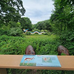 RWPZ 7/22 - Pronghorn & wild turkey