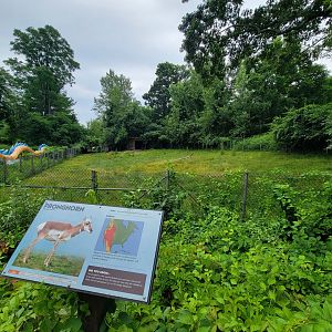 RWPZ 7/22 - Pronghorn & wild turkey