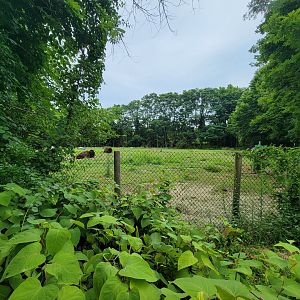 RWPZ 7/22 - American bison