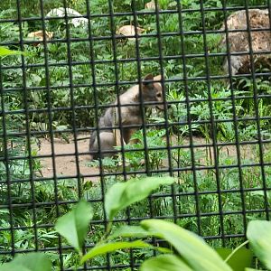 RWPZ 7/22 - Red wolf pup