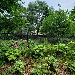 RWPZ 7/22 - Red wolves