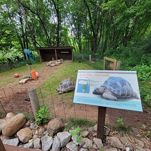 RWPZ 7/22 - Aldabra tortoises