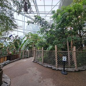 RWPZ 7/22 - Inside Faces of the Rainforest