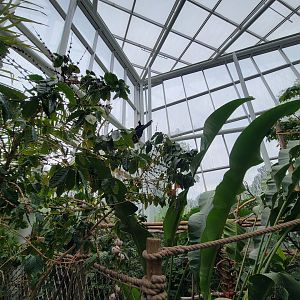 RWPZ 7/22 - Inside Faces of the Rainforest, Hyacinth macaws