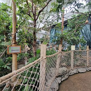 RWPZ 7/22 - Inside Faces of the Rainforest